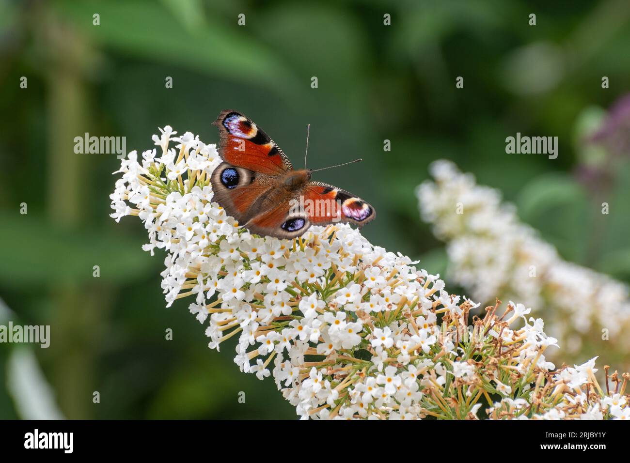 Pfauenfalter (Aglais io) auf weißen Blüten von Buddleja davidii Nanho Alba (Buddleia Varietät) im Sommer, England, Großbritannien Stockfoto