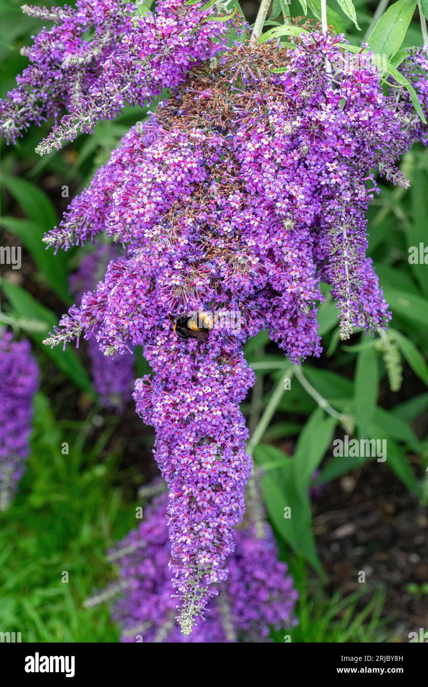 Buddleia davidii Dartmoor (Buddleja Varietät), bekannt als Schmetterlingsbusch, mit großen hellvioletten Malvenblüten im Sommer, England, Großbritannien Stockfoto