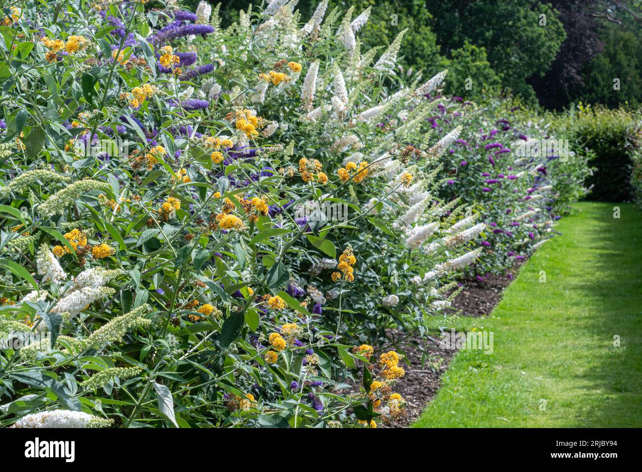 Verschiedene Buddlejas (Buddlejas) in der nationalen Buddleia-Sammlung im Longstock Nursery, Hampshire, England, im Sommer oder August Stockfoto