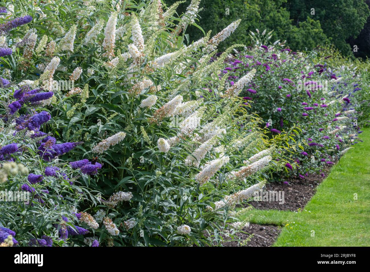 Verschiedene Buddlejas (Buddlejas) in der nationalen Buddleia-Sammlung im Longstock Nursery, Hampshire, England, im Sommer oder August Stockfoto