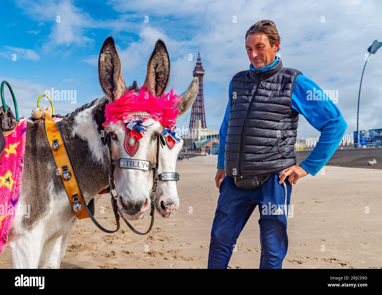 Blackpool, Lancashire, Großbritannien. August 2023. Jake Redford mit seinen Blackpool-Eseln, wo seine Familie seit den 1950er Jahren Esel am Strand hatte Quelle: John Eveson/Alamy Live News Stockfoto