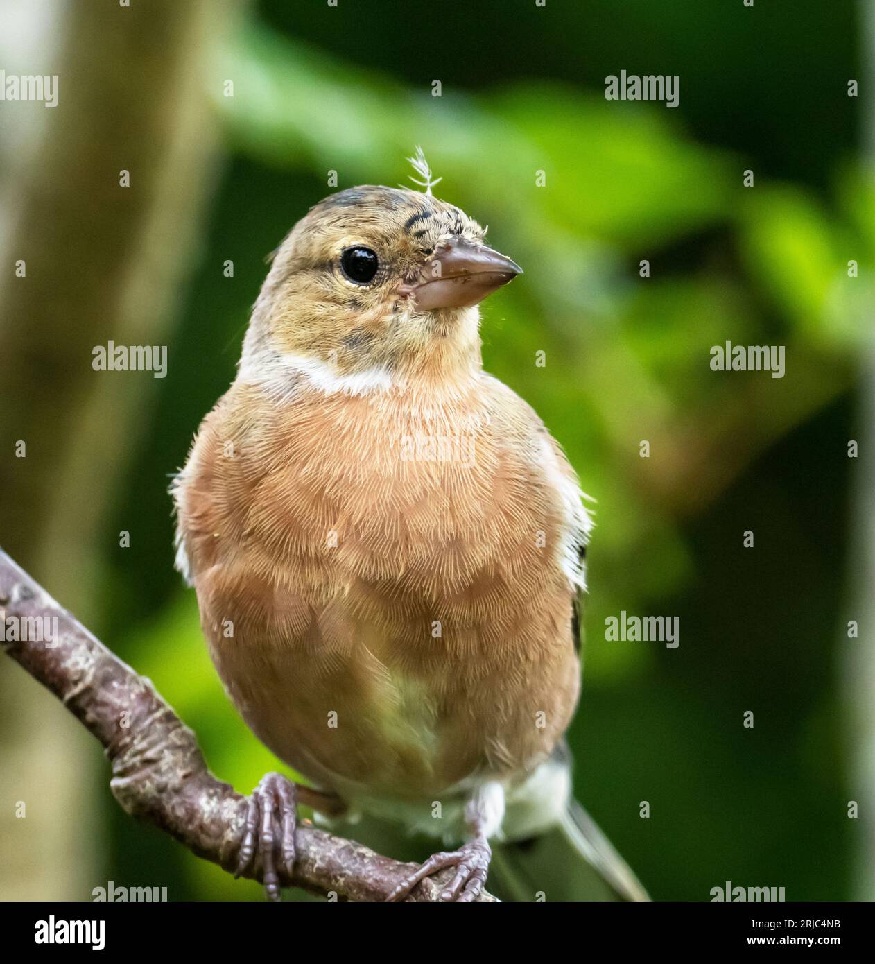 Ein männlicher Chaffinch; Fringilla Coelebs, das von Sommer bis Winter Gefieder in Ambleside, Lake District, Großbritannien, bildet. Stockfoto