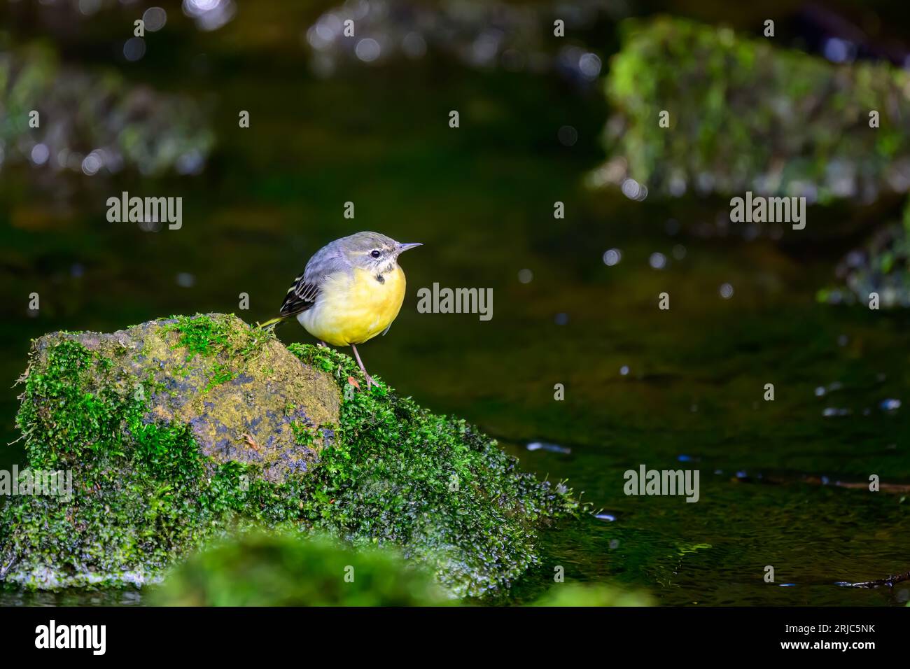 Grauer Bachstelz, Motacilla cinera, stehend auf Felsen in einem Fluss. Stockfoto