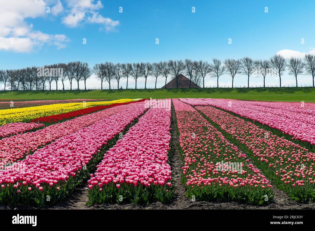 Panoramaaussicht auf lange Reihen von rosa, gelben und roten Tulpen auf einem Feld in den Niederlanden entlang eines typischen Deichs, der von Bäumen gesäumt ist, und eines Bauernhofdachs Stockfoto
