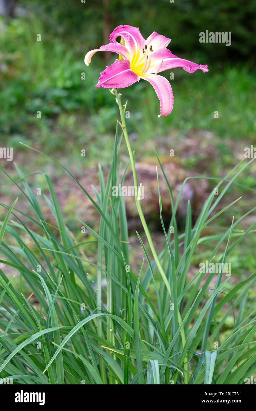 "North Wind Drifter' Daylily, Daglilja (Hemerocallis) Stockfoto