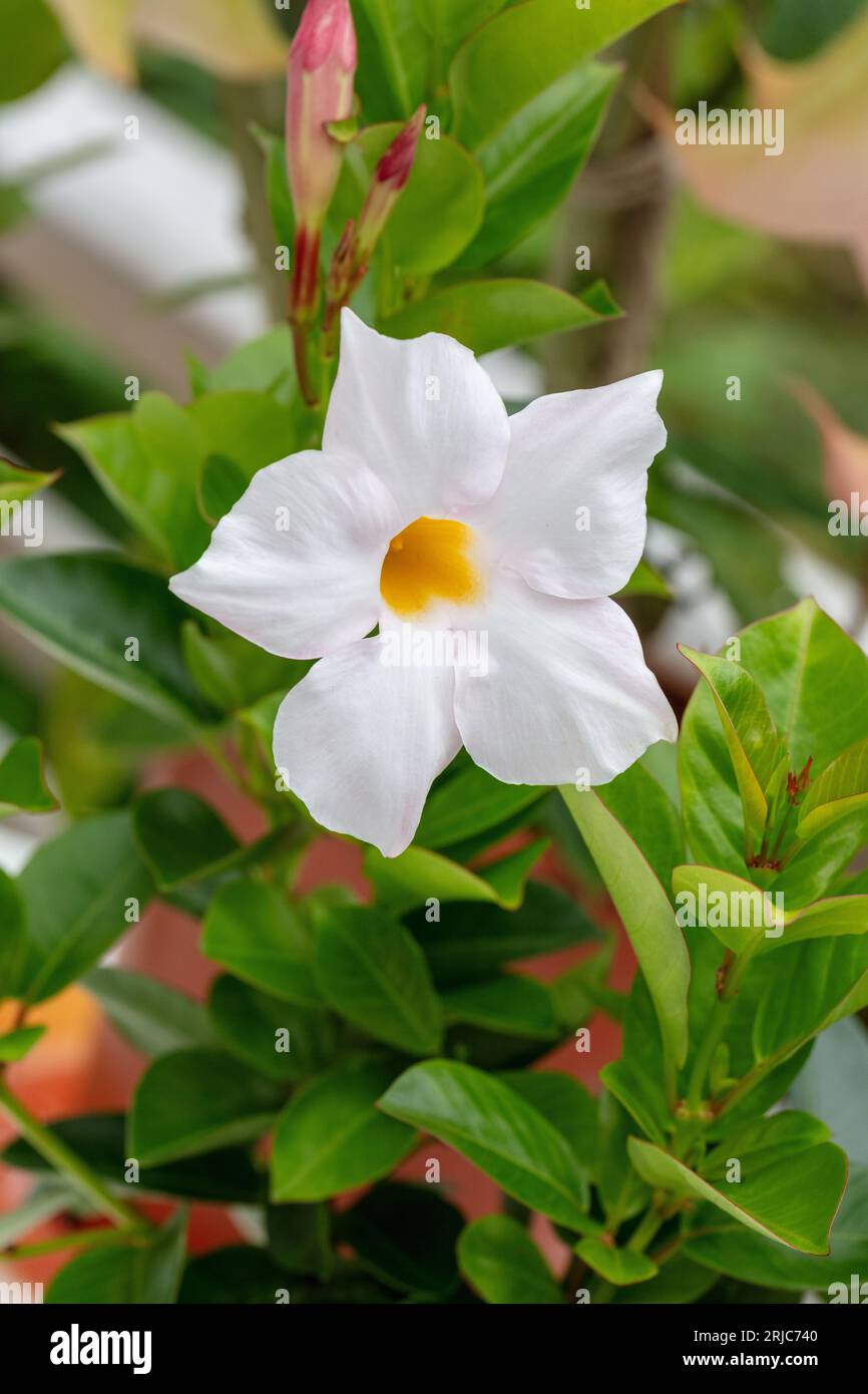 Brasilianischer Jasmin, Bägarranka (Mandevilla sanderi) Stockfoto