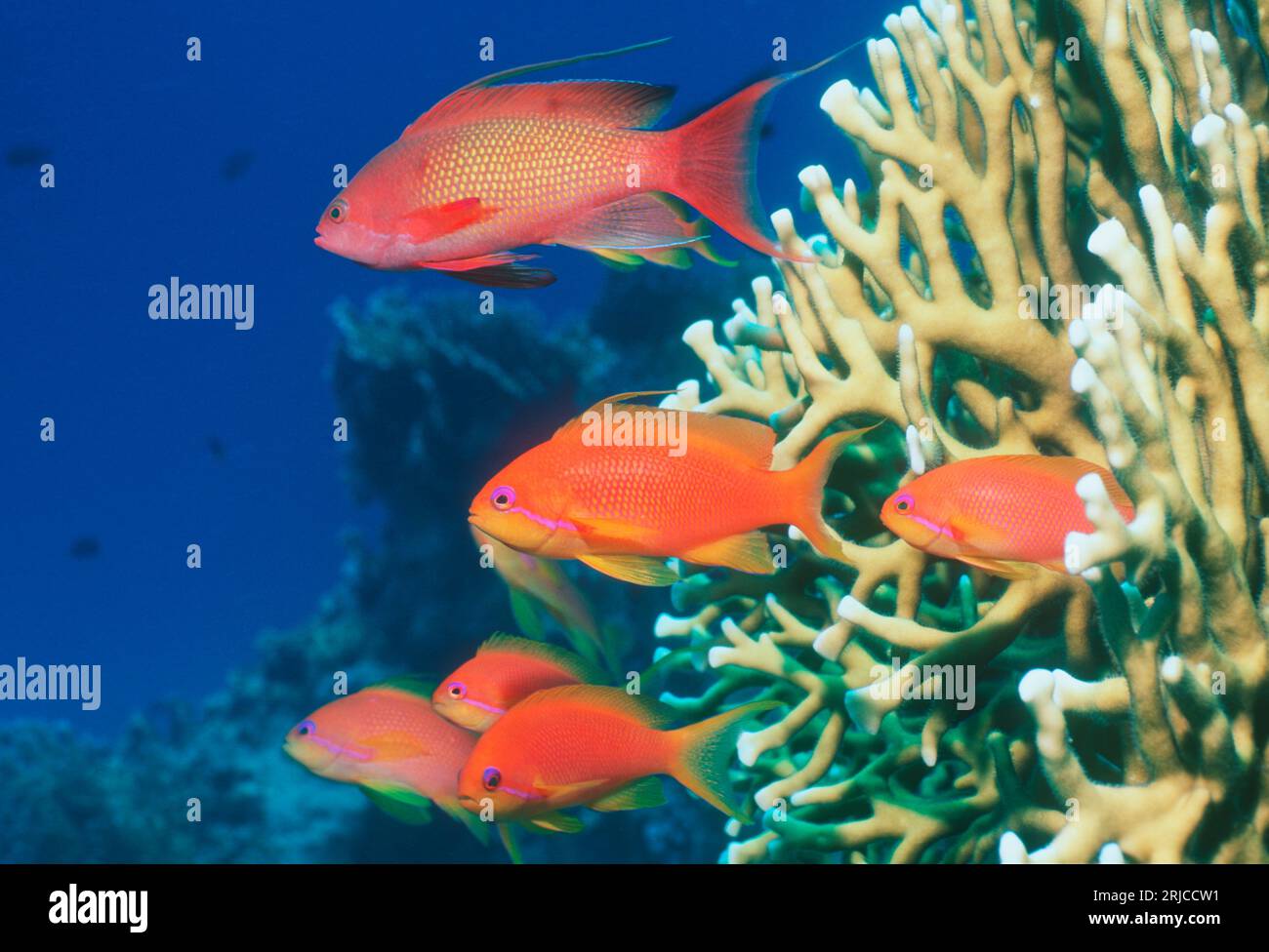 Lyretail-Anthias [Pseudanthias squamipinnis] mit Feuerkorallen. Ein Mann mit Weibchen. Ägypten, Rotes Meer. Stockfoto