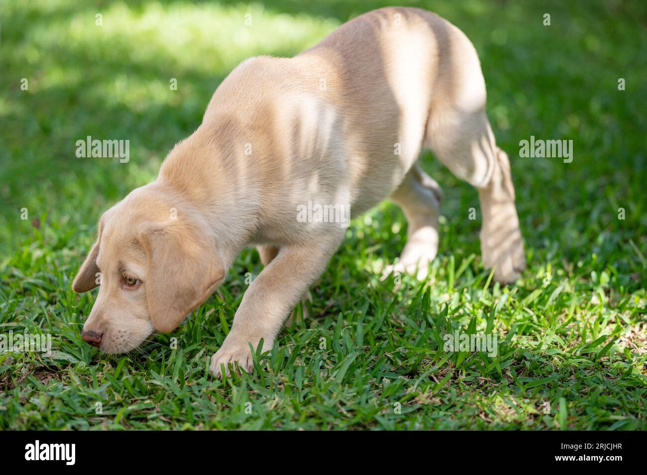 Labrador Welpen fühlen sich riechend im grünen Grasgarten draußen Stockfoto
