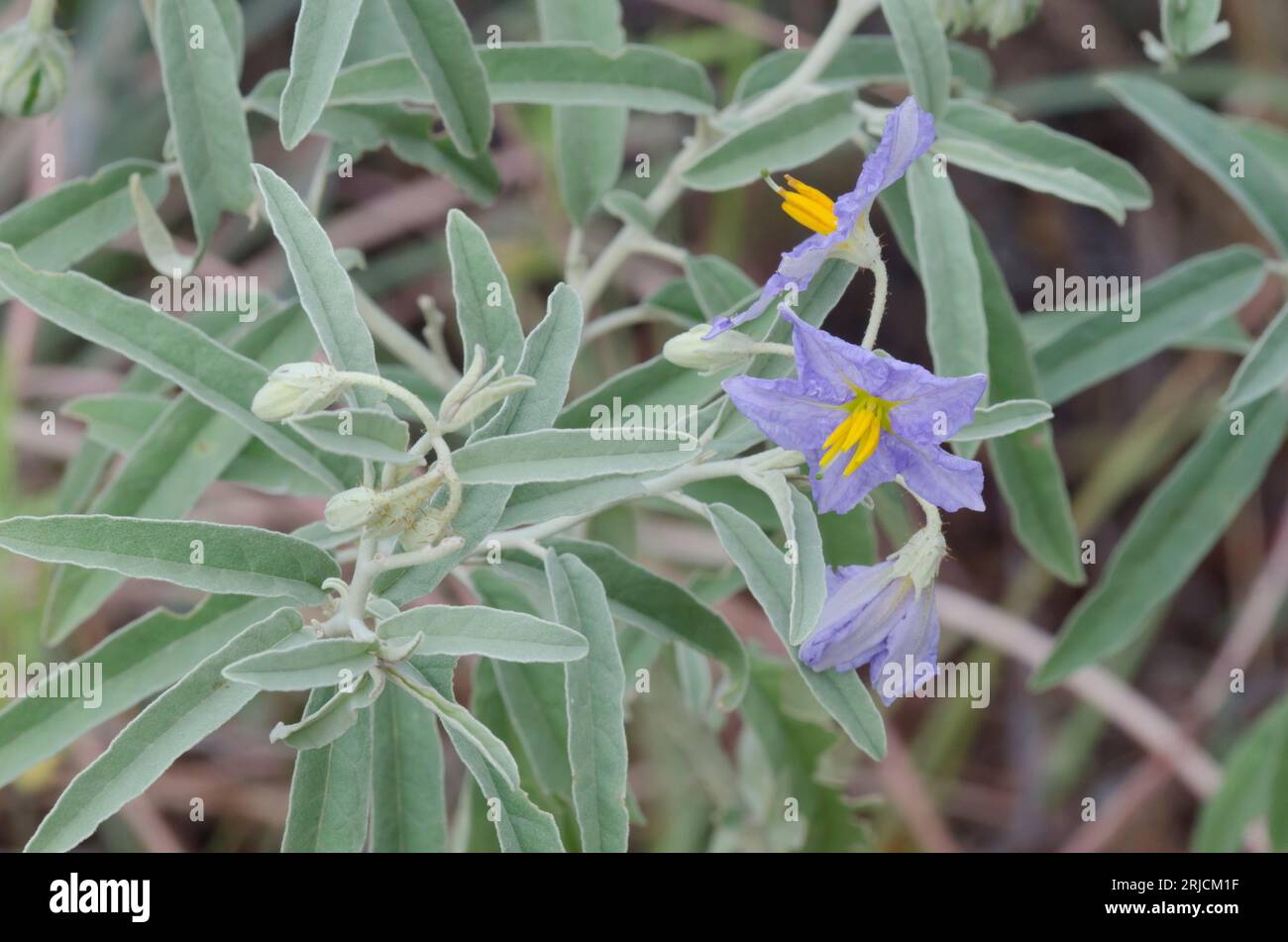 Silverleaf Nightshade, Solanum elaeagnifolium Stockfoto