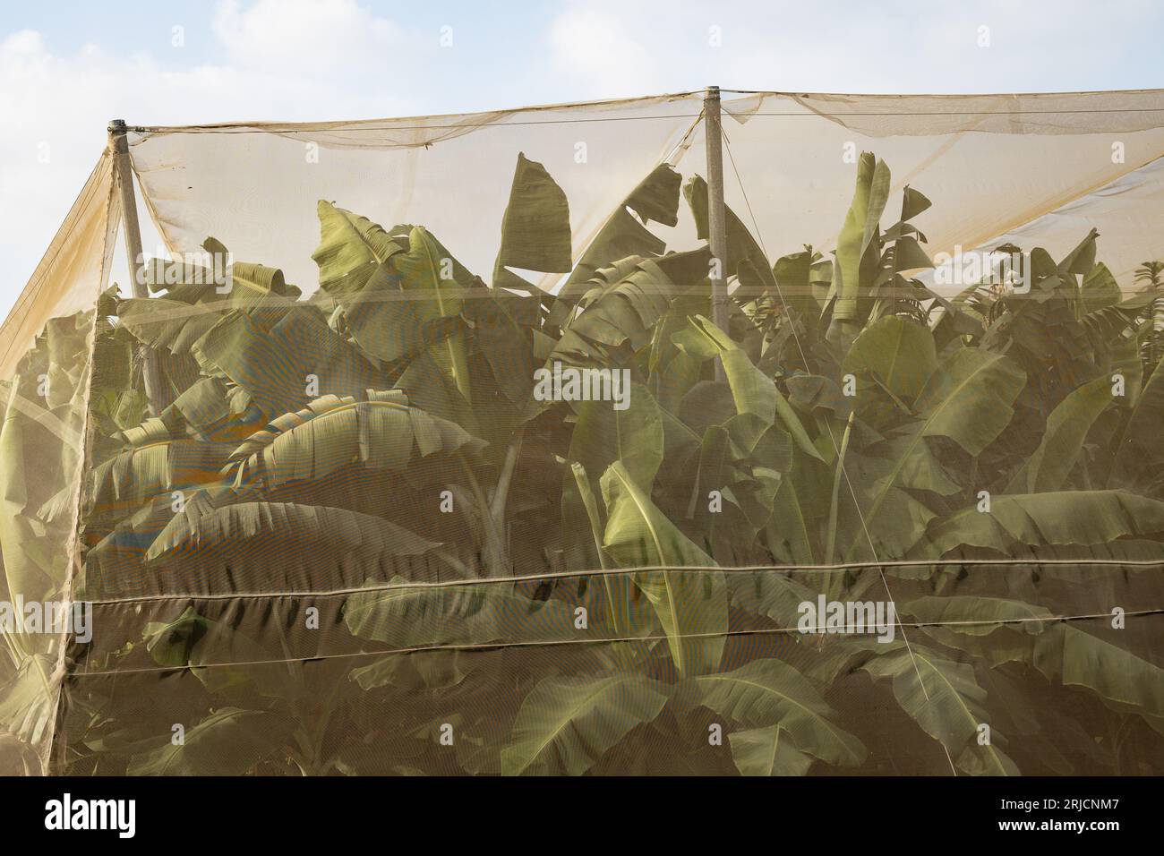 Bananenplantage mit Schutznetz Stockfoto