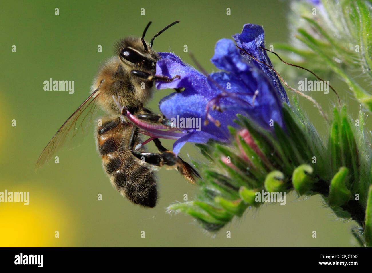 Honigbiene auf Viperenbugloss (Echium vulgare) in einer blühenden Brache Stockfoto