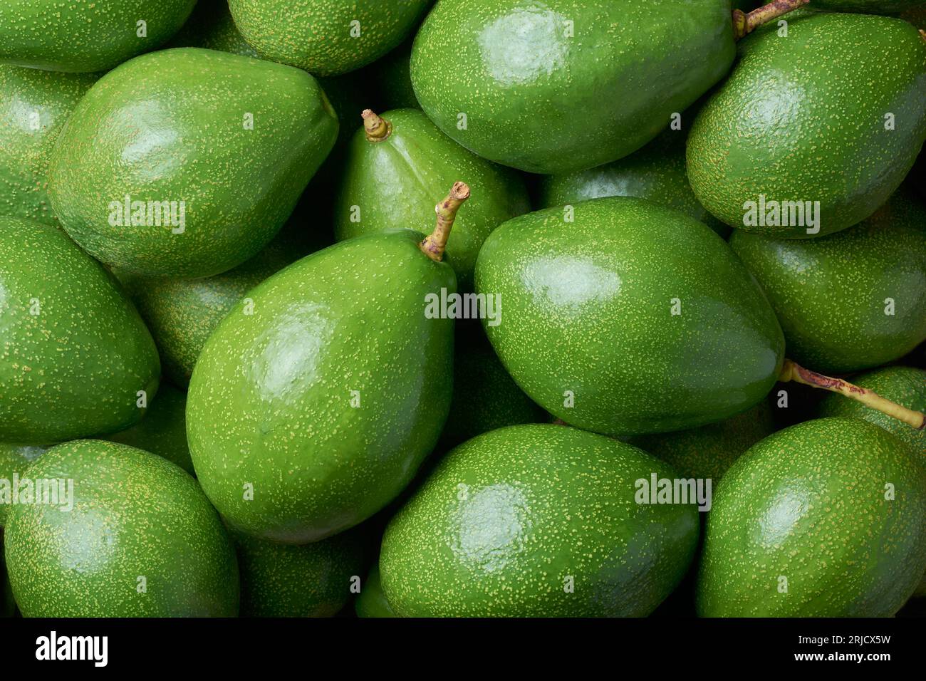 Haufen dunkelgrüner Avocados, persea americana, auch bekannt als Alligatorbirne oder Butterfrucht, nahrhafte frische Früchte für eine cremige Textur Stockfoto
