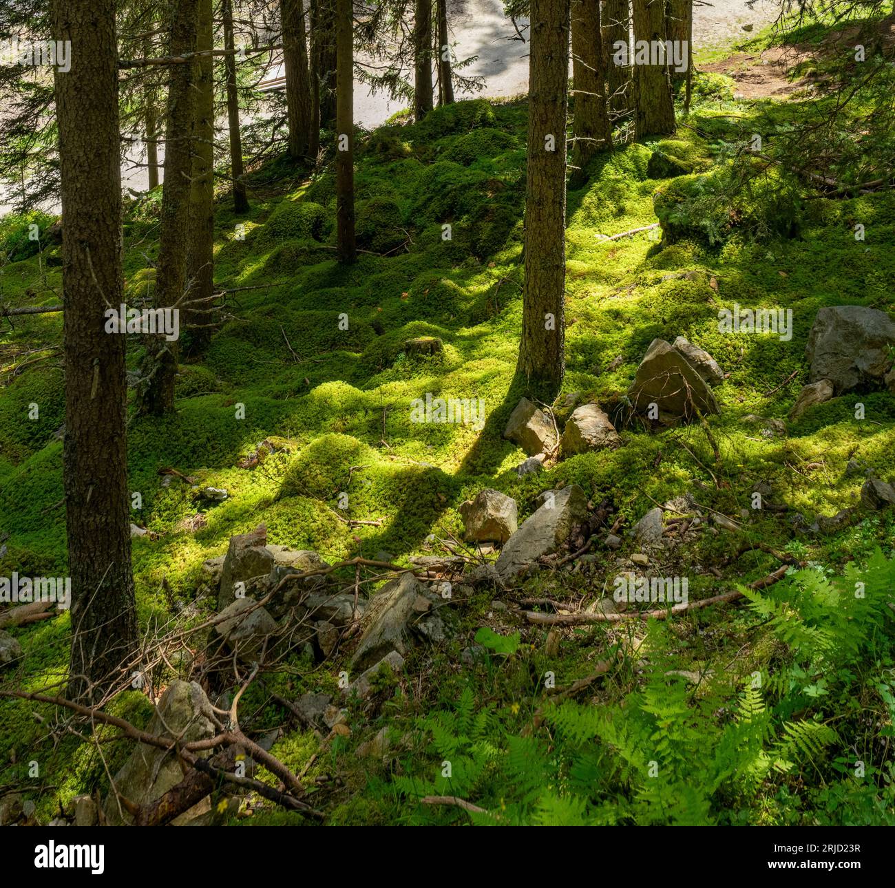 Sonnig beleuchteter Moos-Waldboden, der im Sommer in österreich zu sehen ist Stockfoto