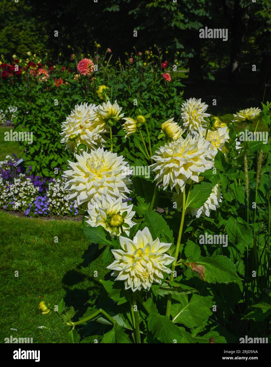 Die Dahlia (Name: Alva’s Supreme) im Dahliengarten Baden Baden nahe der lichtentaler Allee. Baden Baden, Baden Württemberg, Deutschland Stockfoto