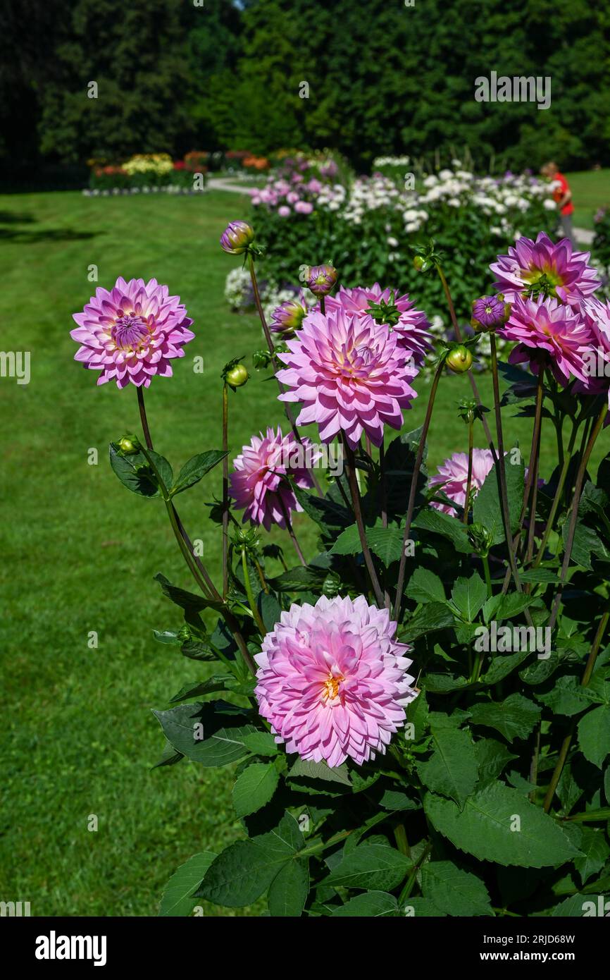 Die Dahlia (Name: Miss delilah) im Dahliengarten Baden Baden nahe der lichtentaler Gasse. Baden Baden, Baden Württemberg, Deutschland Stockfoto