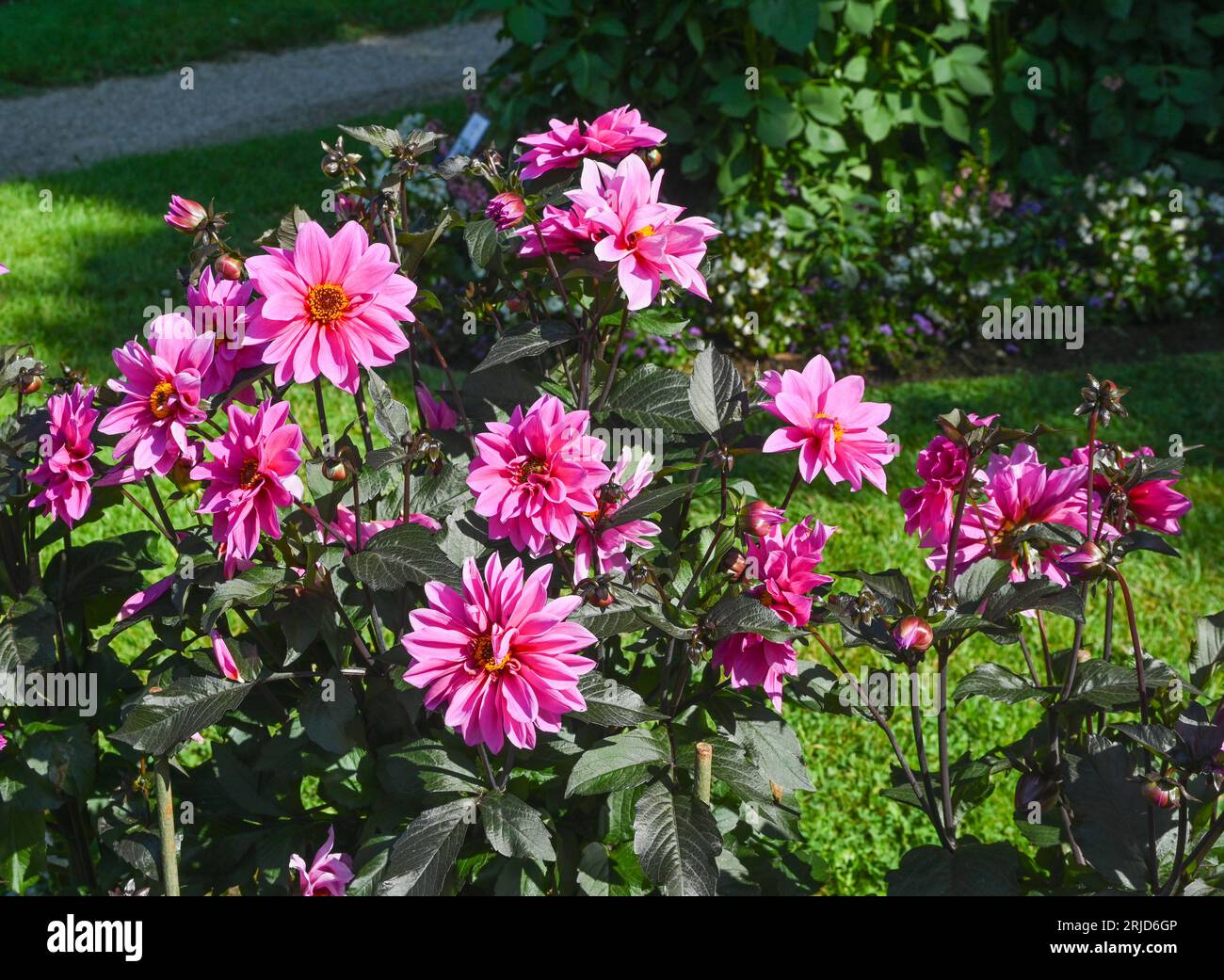 Die Dahlia (Name: Faszination) im Dahliengarten Baden Baden nahe der lichtentaler Gasse. Baden Baden, Baden Württemberg, Deutschland Stockfoto