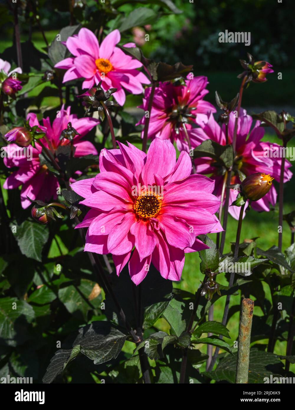 Die Dahlia (Name: Faszination) im Dahliengarten Baden Baden nahe der lichtentaler Gasse. Baden Baden, Baden Württemberg, Deutschland Stockfoto