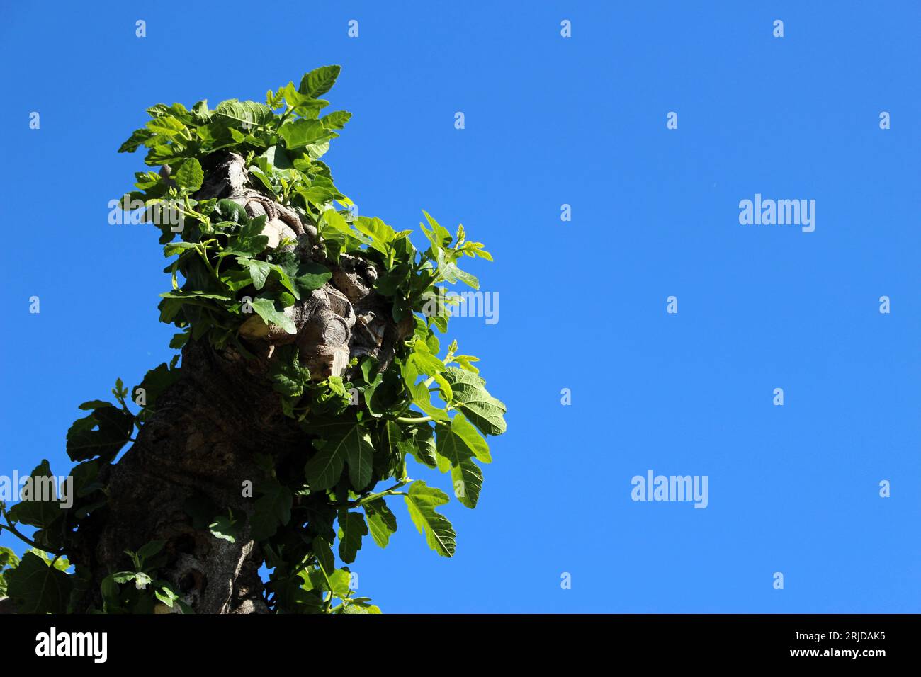 Stark beschmutzter, sehr alter Feigenbaumzweig im Frühjahr mit frischem Laub isoliert vor klarem blauem Himmel, wolkenloser Hintergrund Stockfoto