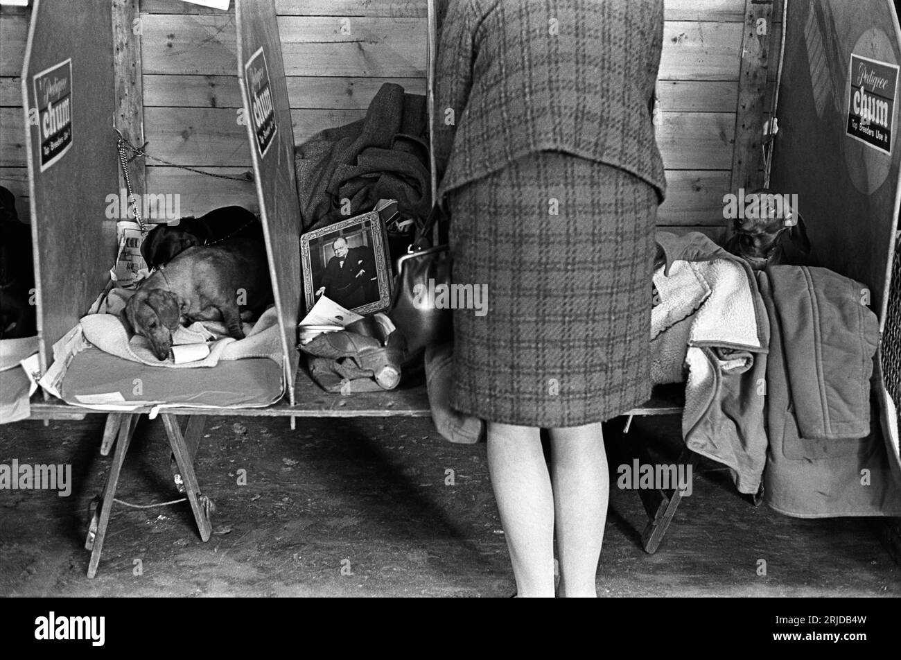 1960er Jahre Earls Court, London, Crufts Dog Show im Olympia Ausstellungszentrum, eine Frau, die ihre Dachshunds zeigt, schläft in ihrem Abteil. Ein Bild von Winston Churchill auf einem Blechdeckel. Earls Court, London, England, Februar 1968. HOMER SYKES. Stockfoto