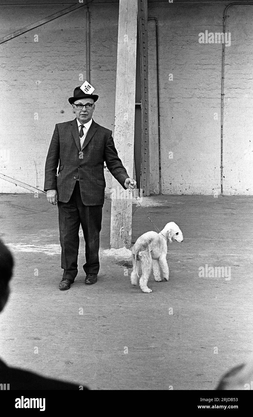 1960er Jahre Earls Court, London, Crufts Dog Show im Olympia Ausstellungszentrum. Ein Mann, der seine Nummer 1916 in seinem Hutband trägt, zeigt einen Bedlington Terrier. Earls Court, London, England, Februar 1968. HOMER SYKES. Stockfoto