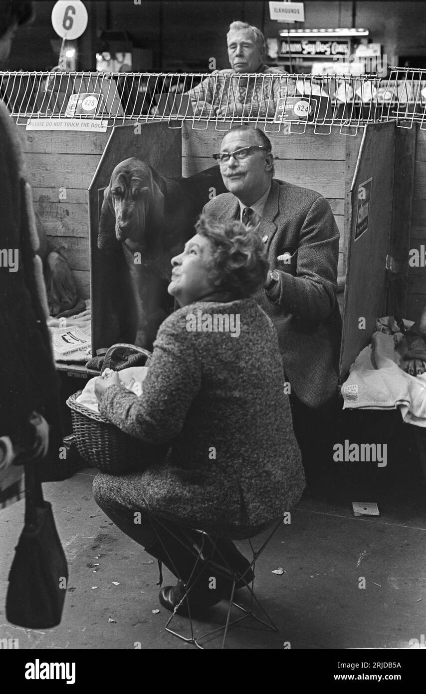 Crufts Dog Show 1960s UK. Olympia Ausstellungszentrum. Ein Preis Bloodhound vergrößert den Picknickkorb seiner Besitzer bei der jährlichen Crufts Dog Show. Earls Court, London, England, Februar 1968. HOMER SYKES. Stockfoto