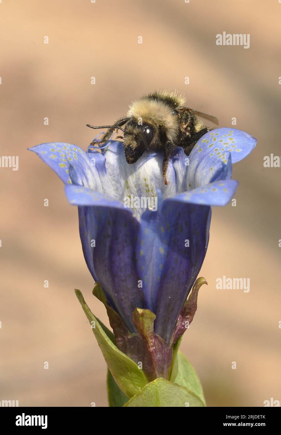 Hummel mit weißen Schultern (Bombus appositus) auf Nahrungssuche im Mountain Bog Gentian (Gentiana calycosa) Mt. Adams, Washington Stockfoto