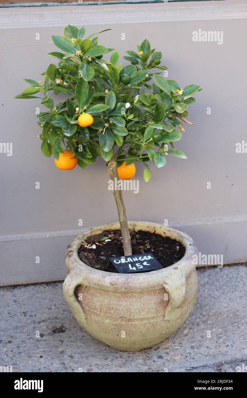 Winziger Orangenbaum mit 3 Orangen zum Verkauf für 45 Euro in L'Isle-sur-la-Sorgue, Provence, Frankreich Stockfoto