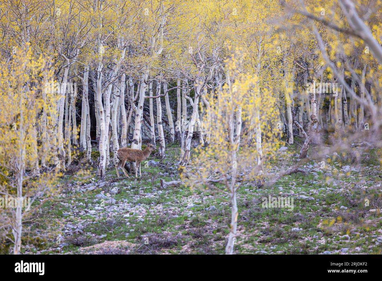 Weissschwanzhirsche wandern in einem Birkenwald im Great Basin National Park, Nevada Stockfoto