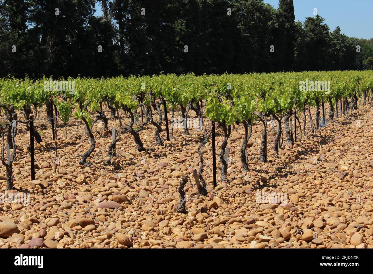 Reihen von Weinstöcken in der Nachmittagssonne auf Kieselboden mit Hecke dahinter. Konzept für die Überproduktion des Weinbergs in Frankreich (Châteauneuf-de-gadagne) Stockfoto