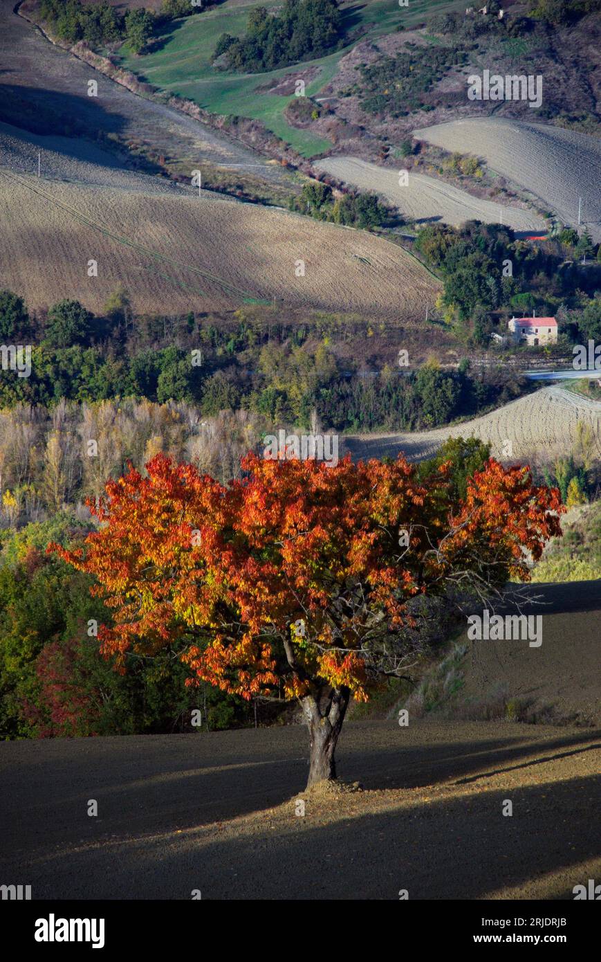 Ciliegio in un campo in veste autunnale Stockfoto