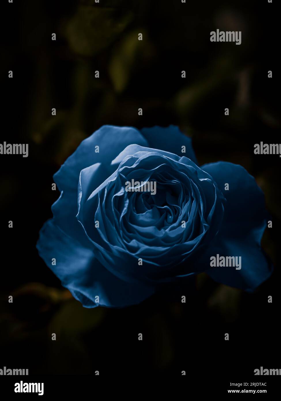 Blaue Rose für ein Symbol erfüllter Liebe Stockfoto