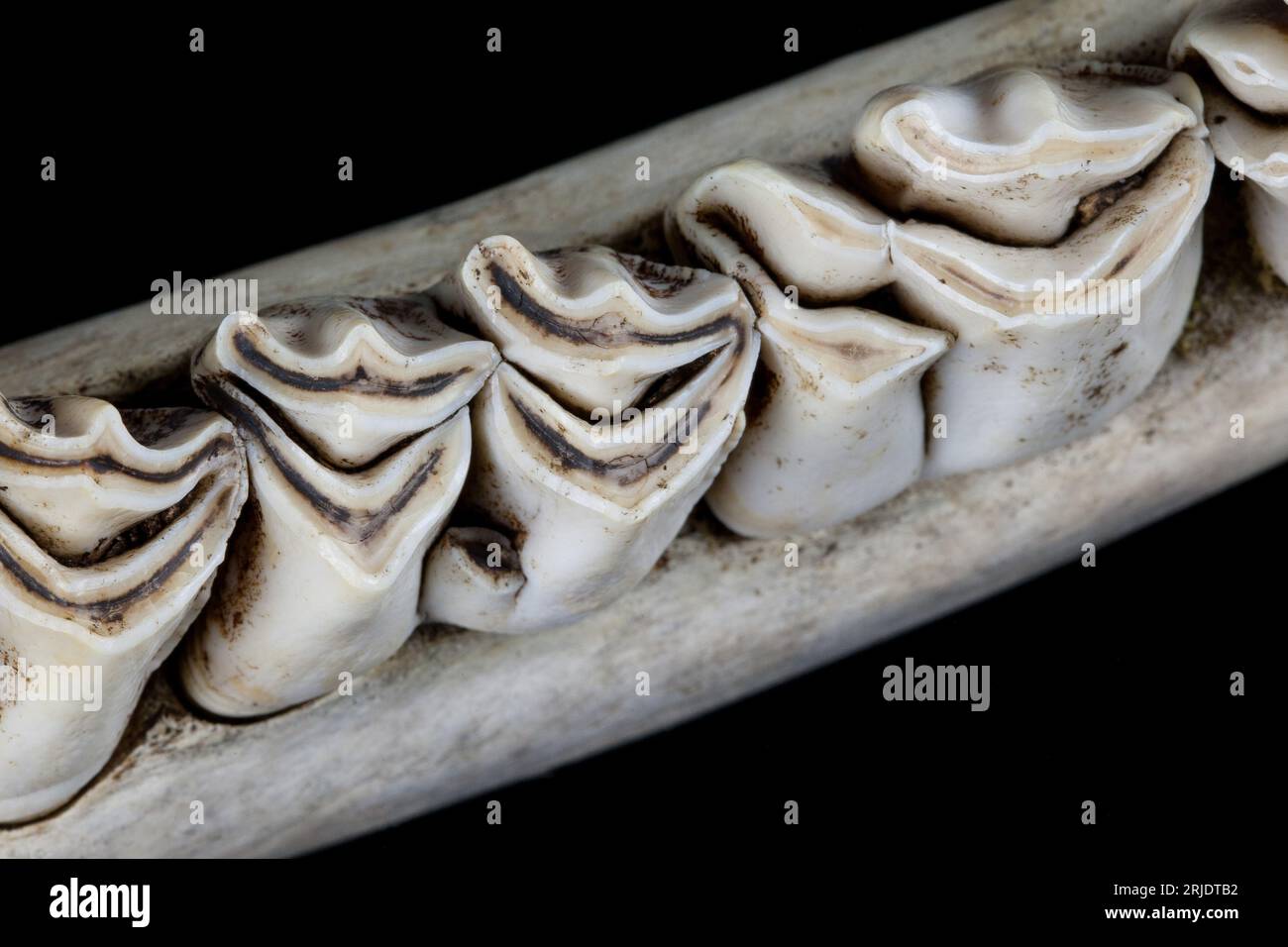 Die Zähne des Pflanzenfressers. Das Gebiss eines Elchs im Nahbereich. Sie schneiden ihr Essen mit den meißelförmigen Schneidezähnen im Unterkiefer ab. Stockfoto