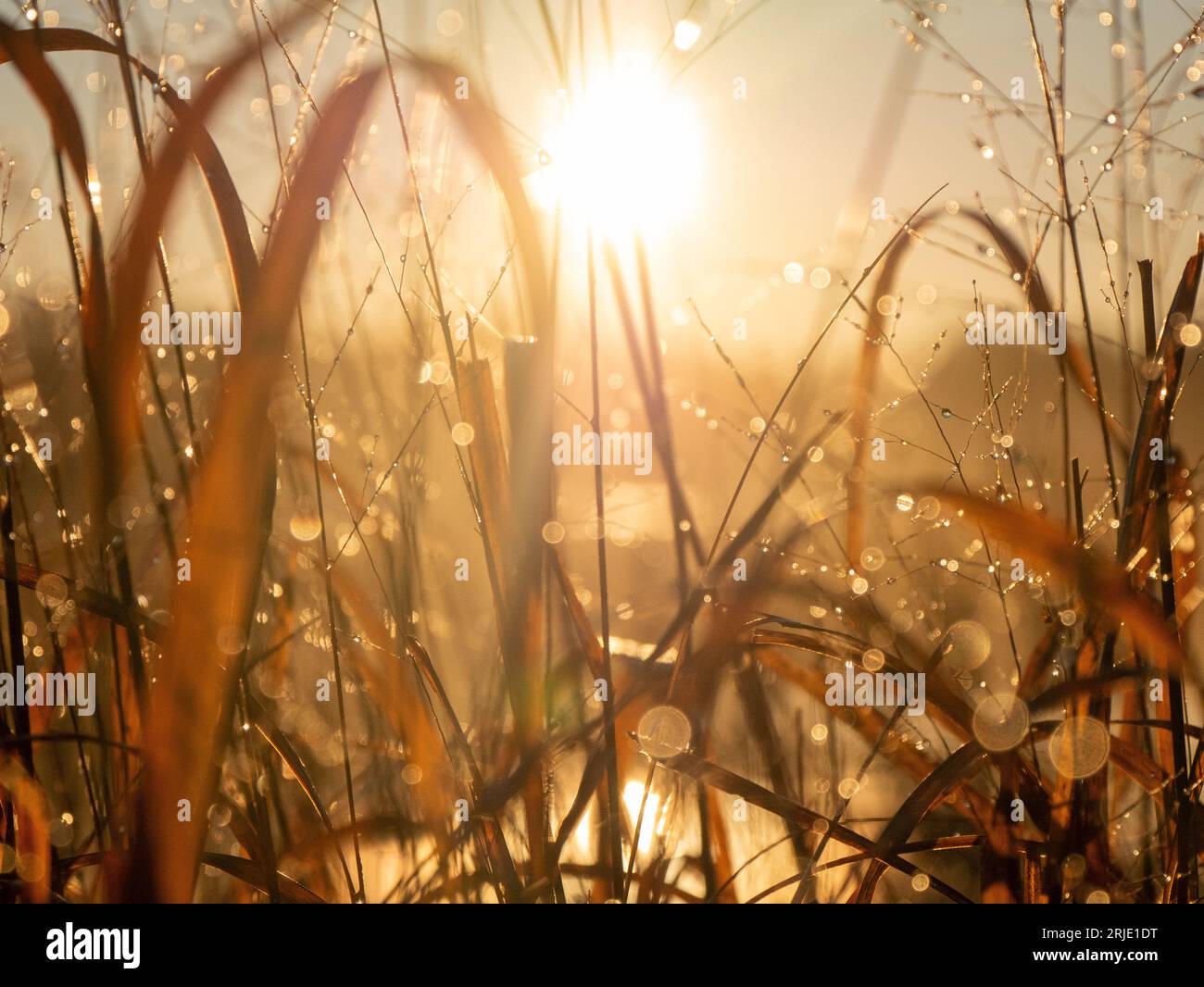 Goldene Stunde Sonnenaufgang Morgentau Stockfoto