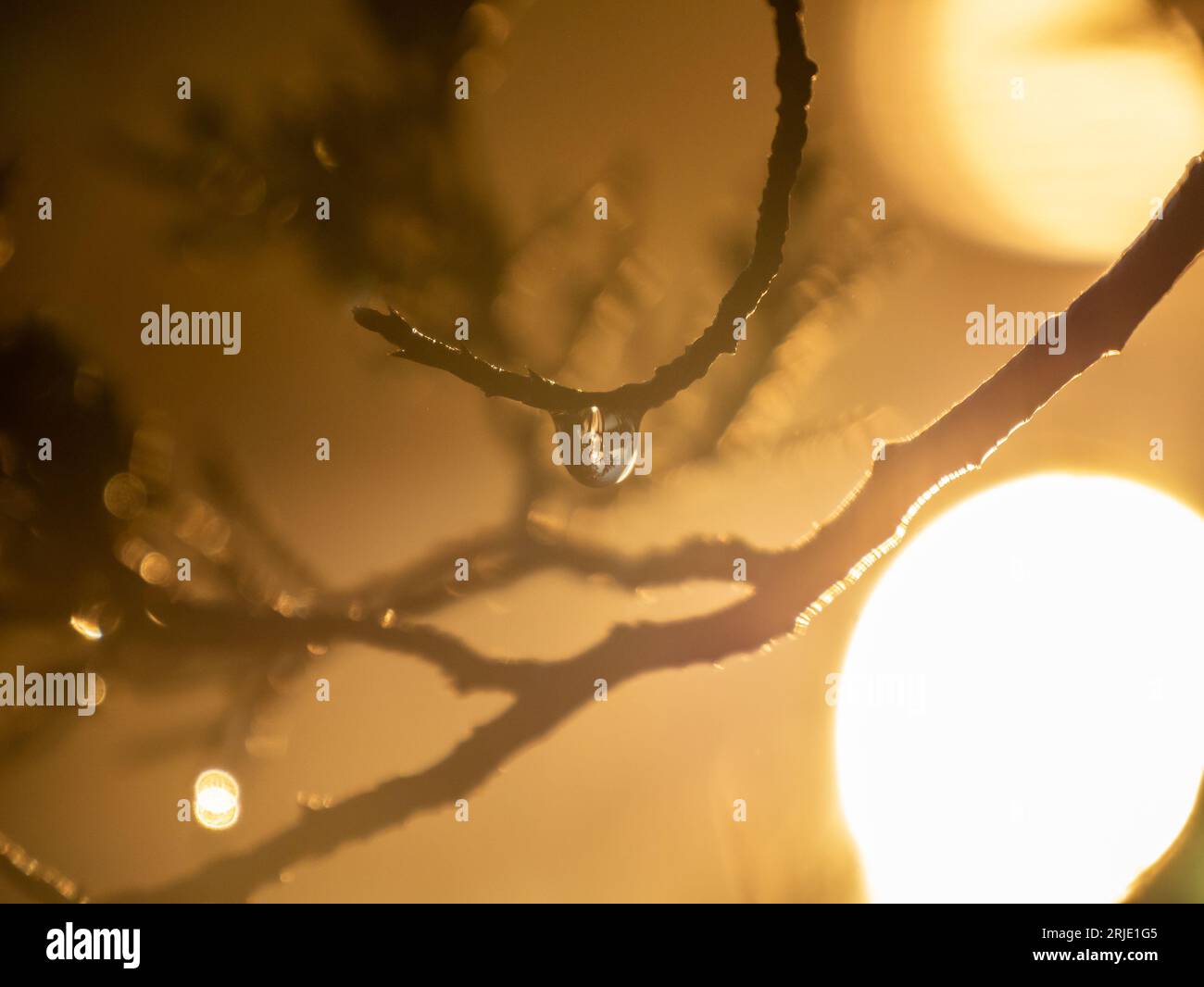 Goldene Stunde Sonnenaufgang Morgentau Stockfoto