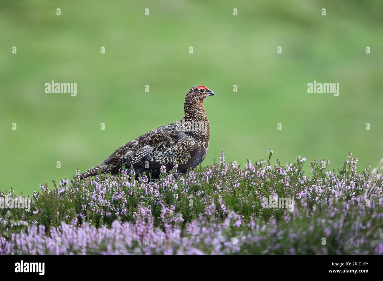 Männliche Red Grouse Lagopus lagopus, Swaledale, Yorkshire Dales, UK Stockfoto