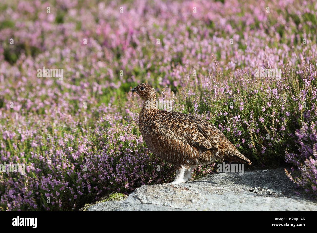 Weibliche Red Grouse Lagopus lagopus inmitten von Purpurheide, Swaledale, Yorkshire Dales, UK Stockfoto