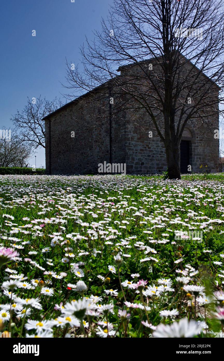 prato di margherite kommen sagrato di una chiesa di campagna Stockfoto