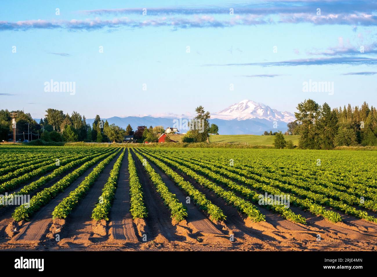 Farmer's Field in der Nähe von Ferndale, Washington, USA, mit Mount Baker in der Ferne Stockfoto