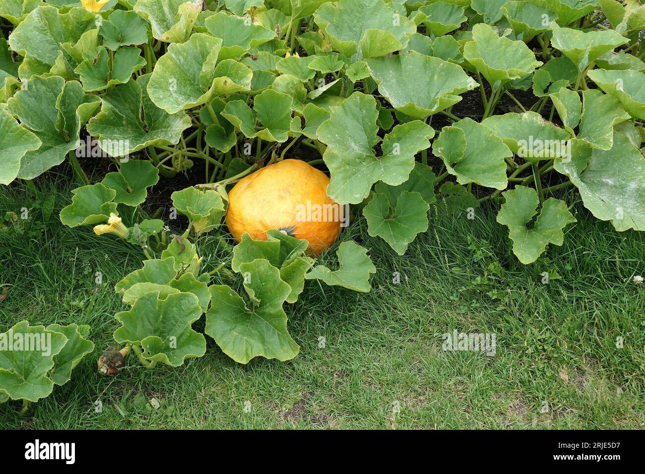 Nahaufnahme eines großen Kürbiss mit cucurbita-Orange, der im Gemüsegarten des Sommers angebaut wird Stockfoto