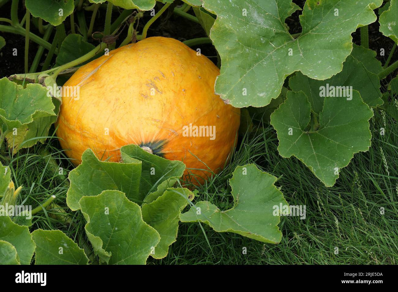 Nahaufnahme eines großen Kürbiss mit cucurbita-Orange, der im Gemüsegarten des Sommers angebaut wird Stockfoto