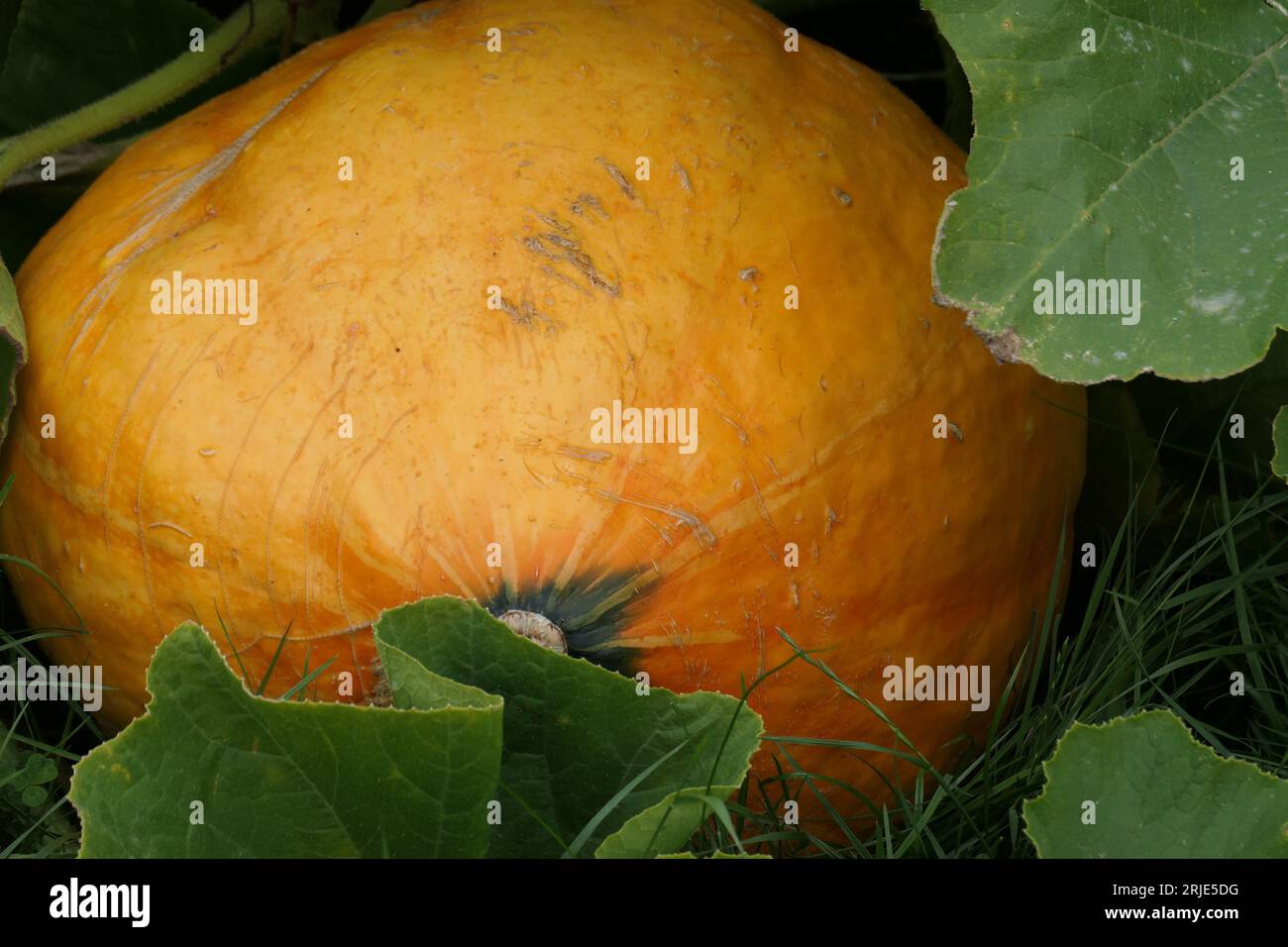 Nahaufnahme eines großen Kürbiss mit cucurbita-Orange, der im Gemüsegarten des Sommers angebaut wird Stockfoto