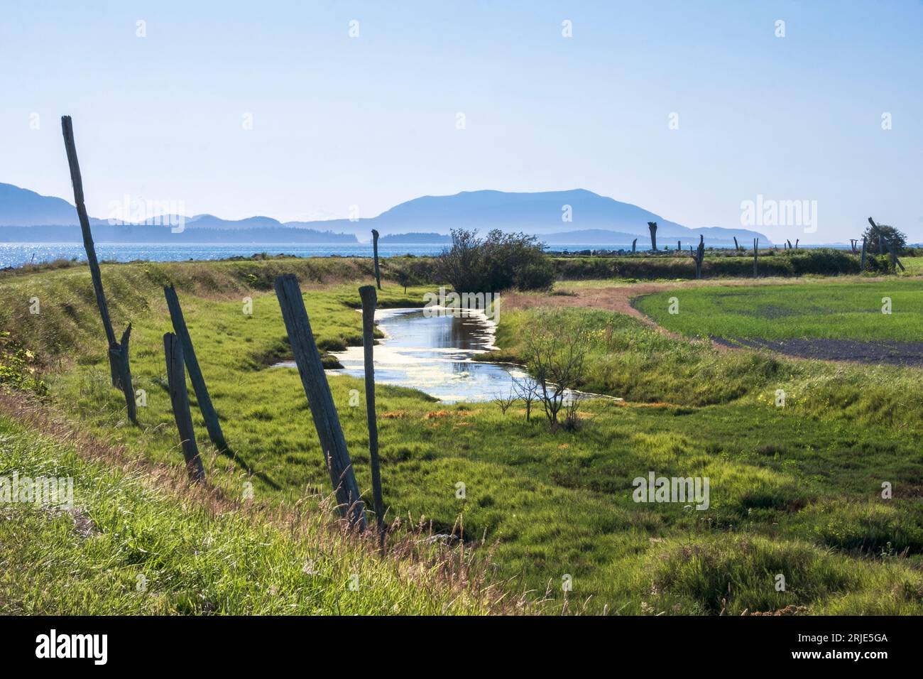 Feuchtgebiete entlang der Padilla Bay im Skagit County, Washington Stockfoto