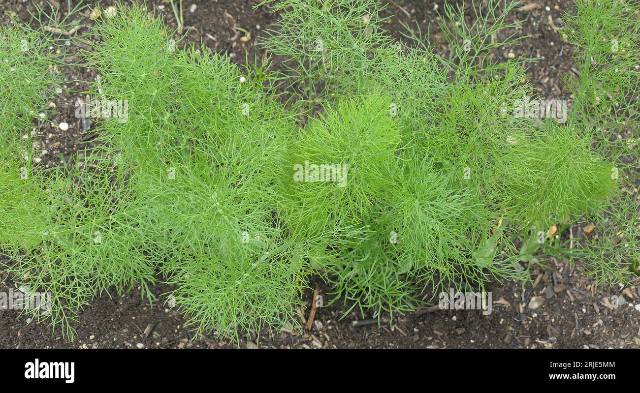 Nahaufnahme der gefiederten Blätter des im Boden gepflanzten kulinarischen Krauts Foeniculum vulgare Fenchel Drache Gemeiner Fenchel. Stockfoto