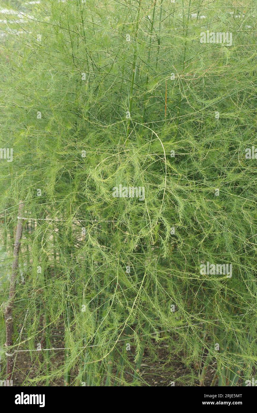 Nahaufnahme der grünen Blätter des ausdauernden Gartenpflanzenspargels officinalis gijnlim. Stockfoto