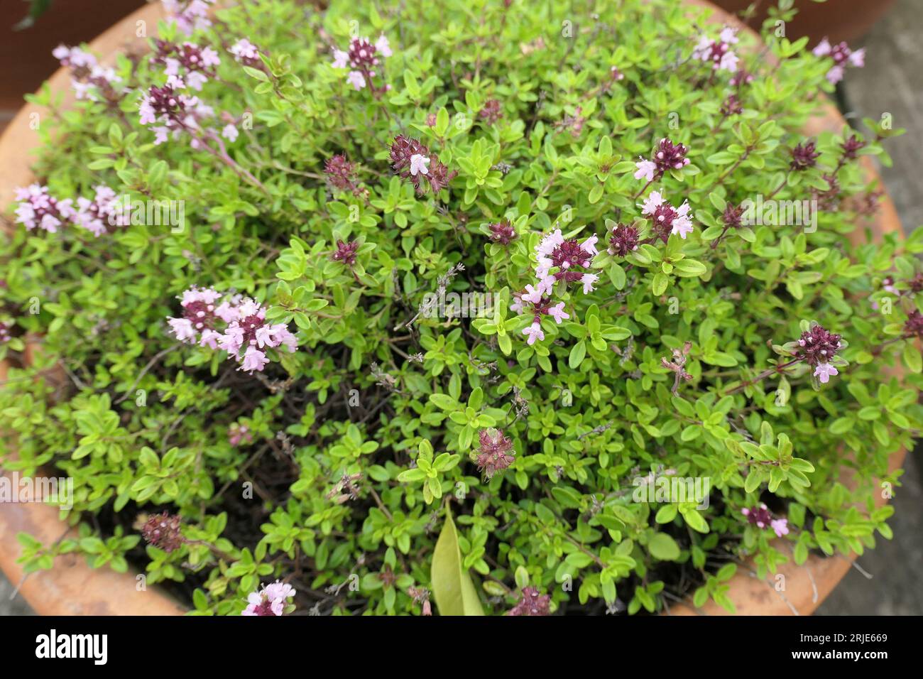 Nahaufnahme von oben auf die immergrünen Kräuterblätter und rosa Blüten von Thymus serphyllum oder Thymian Pink Ripple, die im Sommer zu sehen sind Stockfoto