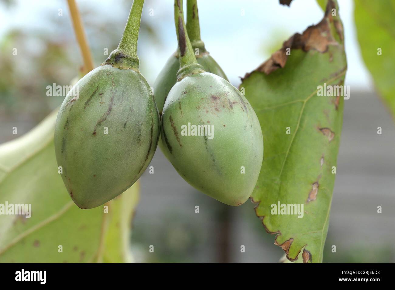 Nahaufnahme der tomatenartigen Früchte des exotischen subtropischen Fruchtbusches Cyphomanda betacea Tree Tomate Tainting im Vereinigten Königreich. Stockfoto