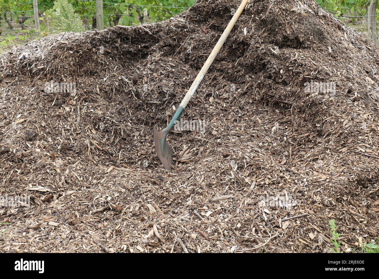 Nahaufnahme eines Haufens reifer kompostierter Holzspäne mit dem Gartenwerkzeug der runden Schaufel. Stockfoto