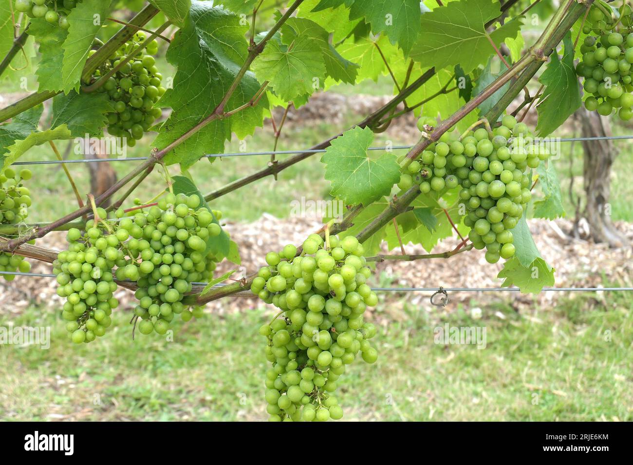 Nahaufnahme von Trauben mit grünen Trauben, die im Sommer in einem Weinberg in Großbritannien an der Weinrebe Reifen. Stockfoto