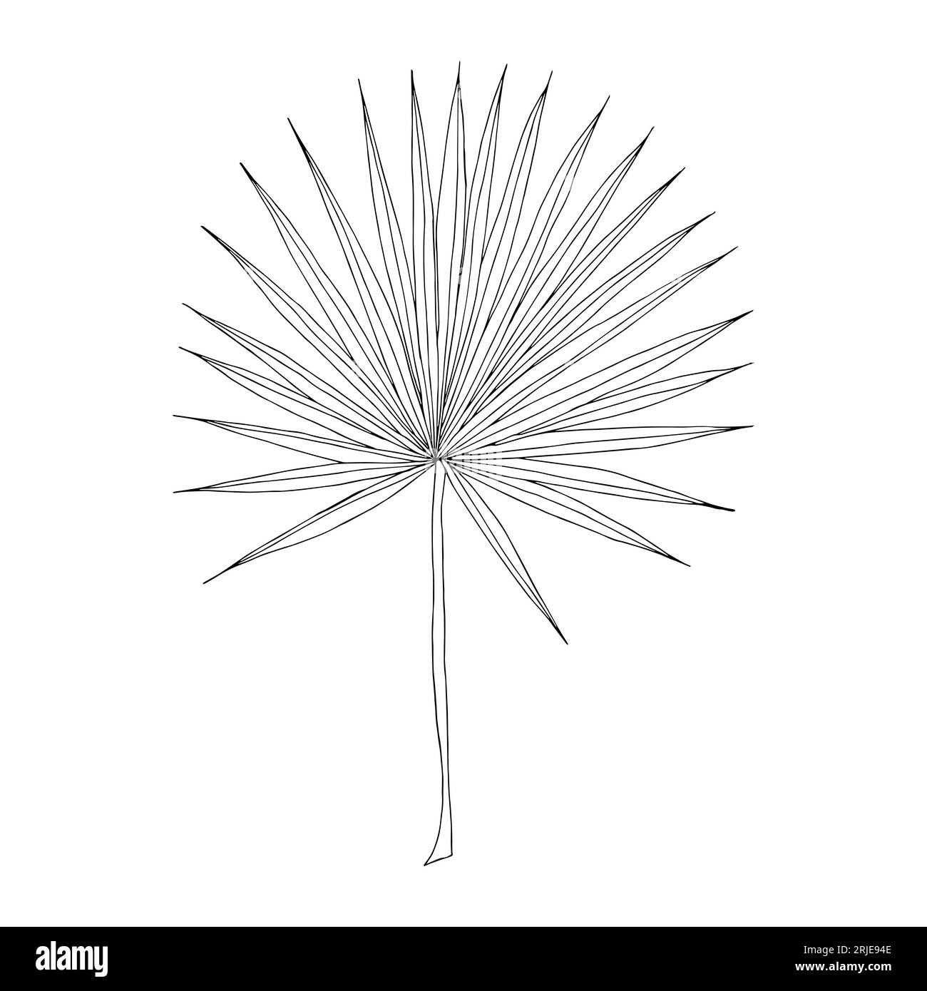 Ara, Fanbaum tropisches Blatt handgezeichnetes Vektor-isoliertes Element für Design in schwarzer Farbe. Stock Vektor