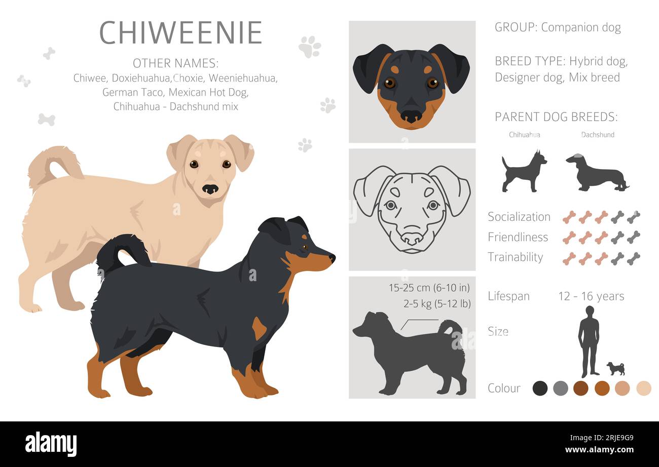 Chiweenie Clipart. Chihuahua Dachshund Mischung. Verschiedene Lackfarben. Vektorillustration Stock Vektor